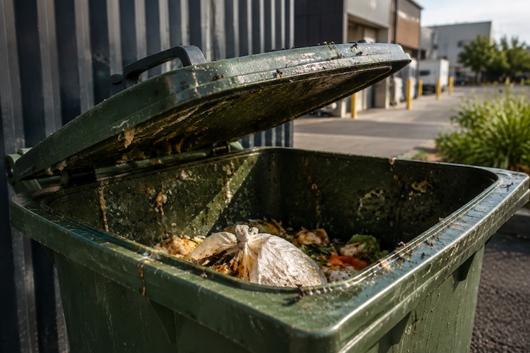dirty bin attracting maggots